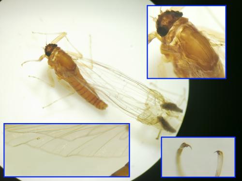 Baetis sp.